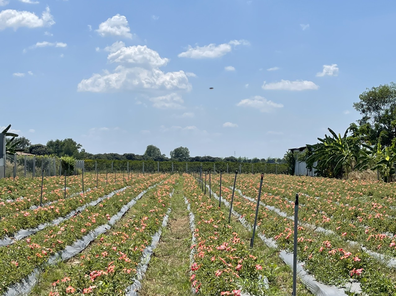 Vườn Sâm Bố Chính phủ xanh tại Bà Đen Farm